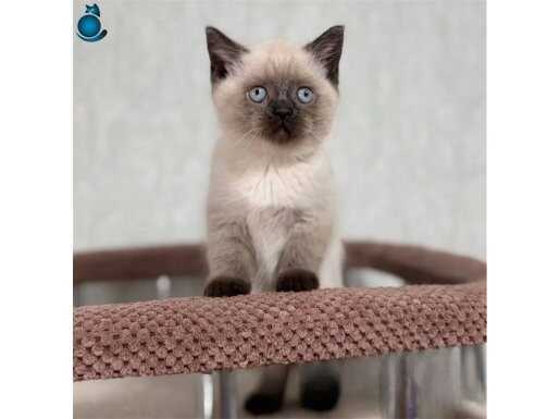 Bitter Çikolata Point British Shorthair 