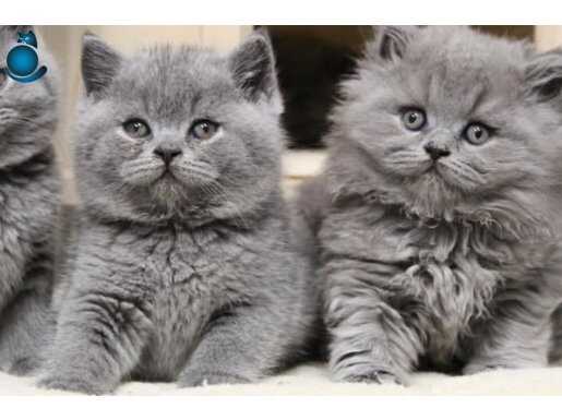 Asil Gri British Longhair 