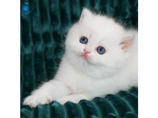 Kar Beyaz Silver British Shorthair 