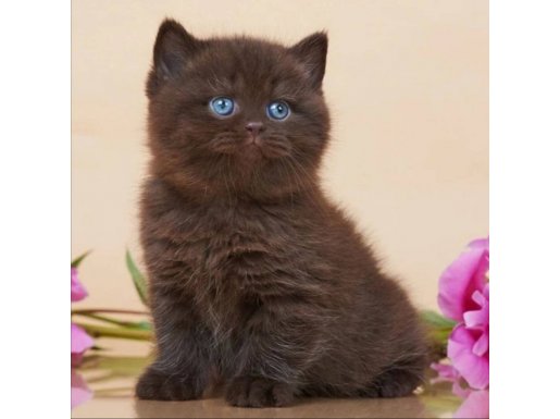 Ayıcık Suratlı Chocolate British Shorthair 