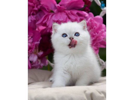 Büyüleyici Kar Gibi Beyaz Silver British Shorthair 