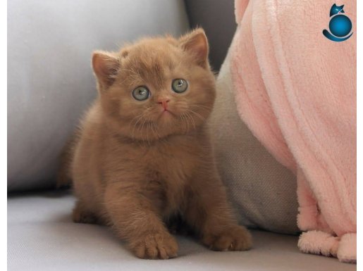 Dubai Çikolatası Chocolate British 