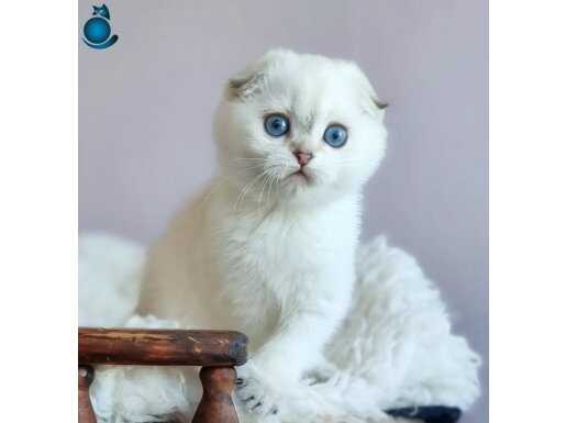 Top Kafacık Silver Scottish Fold 
