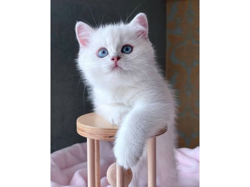 Büyüleyici Mavi Gözlü Silver British Shorthair Ns1133