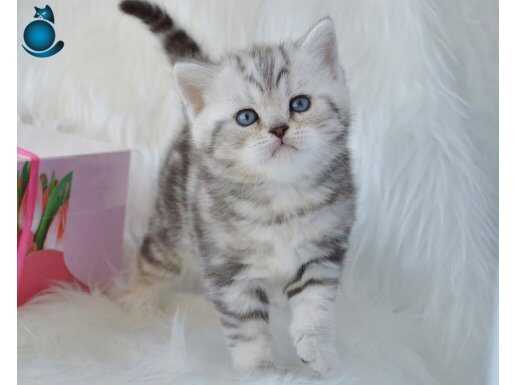 Dikkat Çekici Hatlarıyla Silver British Shorthair NS24 