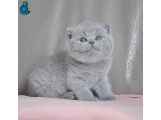 Gümüş Mucize Gri British Shorthair 