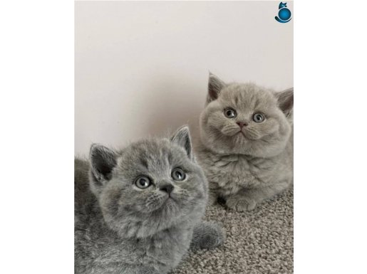 Gümüş Gri British Shorthair 