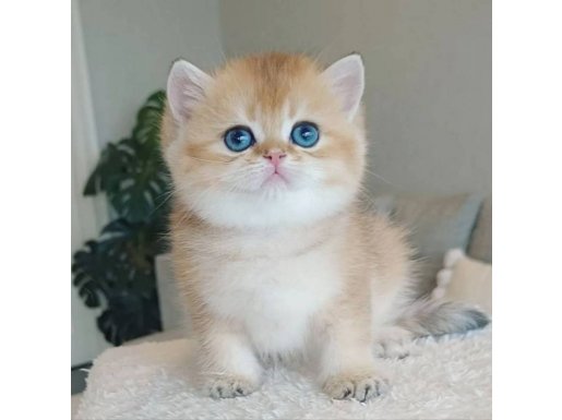 Çek Bebeksi Tenimi Çek Golden British Shorthair 