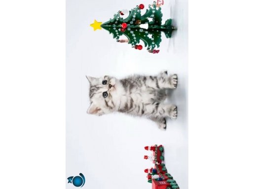 Dikkat Çekici Hatlarıyla Silver British Shorthair NS24 