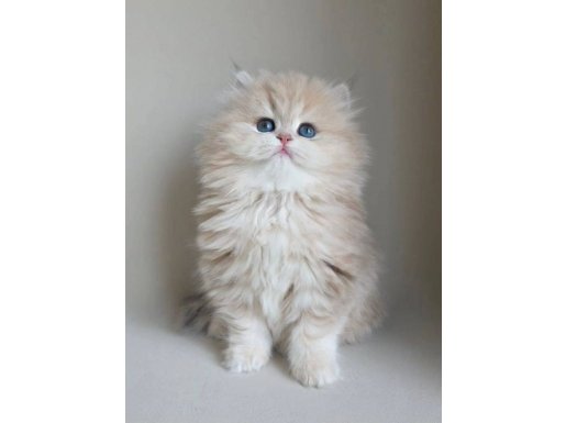 Dünya Güzeli Golden British Longhair 