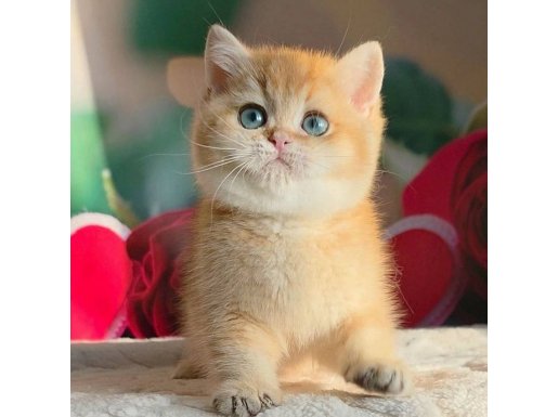 Şampiyon Soydan Golden British Shorthair 