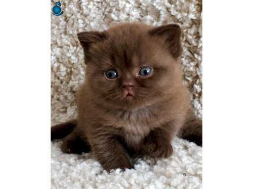 Petito Ayıcığı Chocolate British Shorthair 