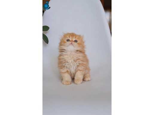 Sarı Kafa Golden Scottish Fold Longhair NY12 