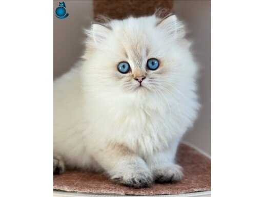 İpeksi Tüylü Silver British Longhair 