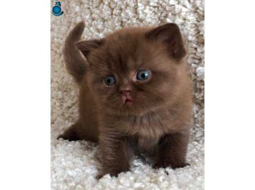 Petito Ayıcığı Chocolate British Shorthair 