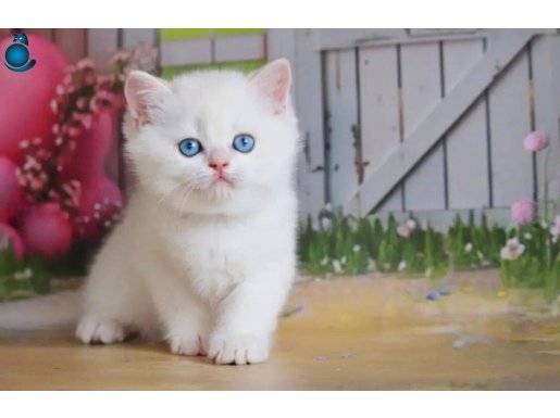 Kar gibi beyaz Silver British Shorthair NS1133