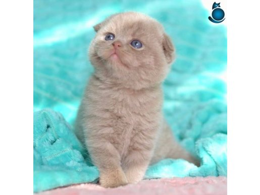 Mavişim Lilac Scottish Fold Shorthair 