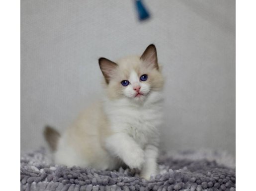 Asil Duruşlu Ragdoll 