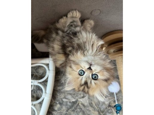 Dikkat Çekici Tüyleriyle Blackgolden British Longhair 