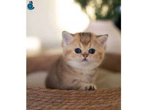 Dikkat Çekici Golden British Shorthair NY24