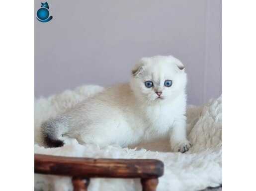 Yuvarlak Hatlı Silver Scottish Fold Shorthair 