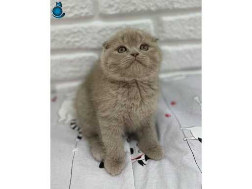 Bebek Surat Lilac Scottish Fold 
