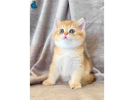 Altın Parlaklığında Golden British Shorthair 