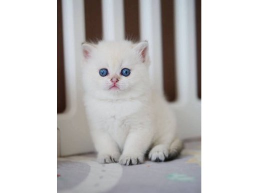 Masum Bakışlı Minik Silver British Shorthair 