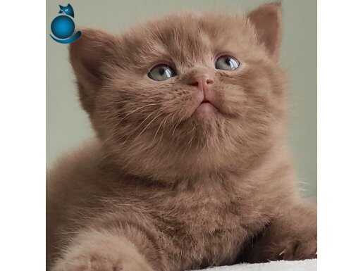 Dubai Çikolatası Tadında Chocolate British Shorthair 