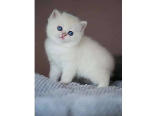 Kusursuz Beyazlıkta Silver British Shorthair ns1133