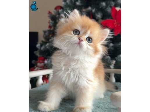 Dikkat Çekici Güzelliğiyle Golden British Longhair 