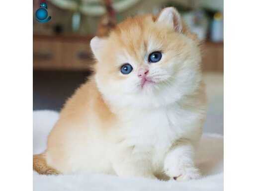 Altın Işıltısında Golden British Shorthair 