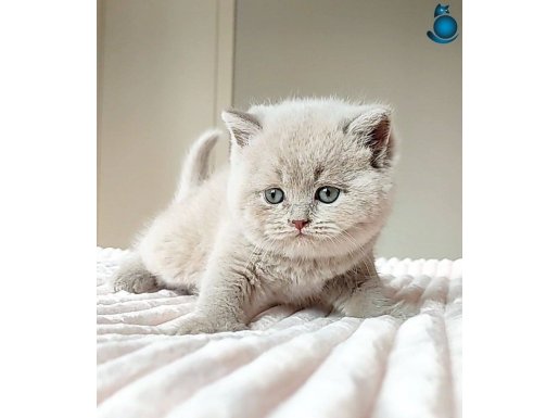 Mahsun Bebeğim Lilac British Shorthair 