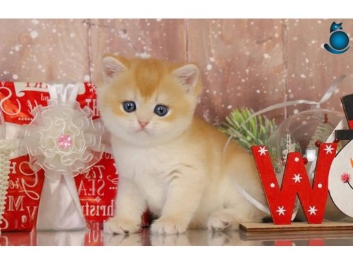 Bal Küpü Golden British Shorthair 