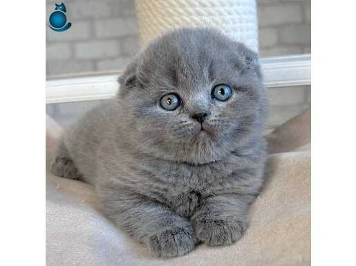 Ayıcık Surat Gri British Shorthair 