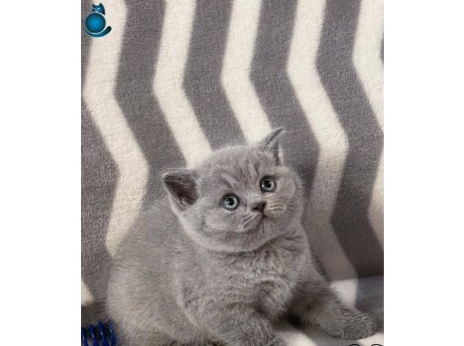 Bebek Surat Gri British Shorthair 