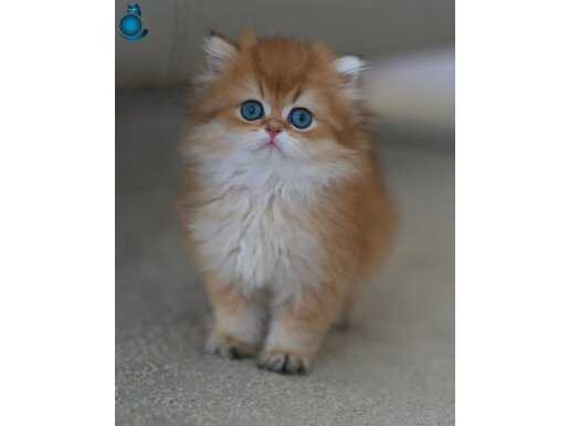 Golden Yeleli British Longhair 