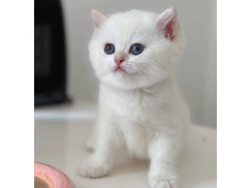 Kar Beyaz Silver British Shorthair 