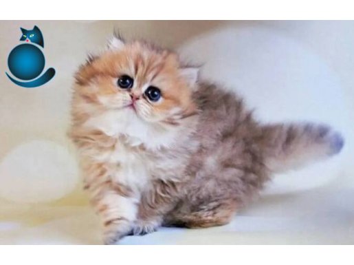 Özenle Yetiştirilmiş Blackgolden British Longhair 