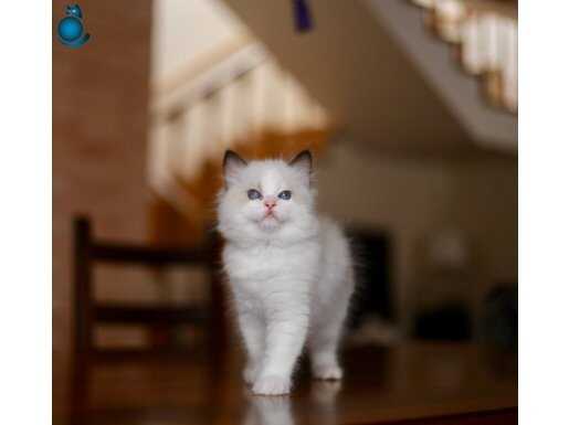 ASİL RAGDOLL 