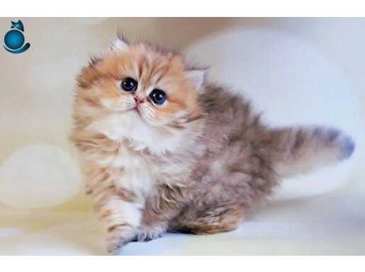 Özenle Yetiştirilmiş Blackgolden British Longhair 