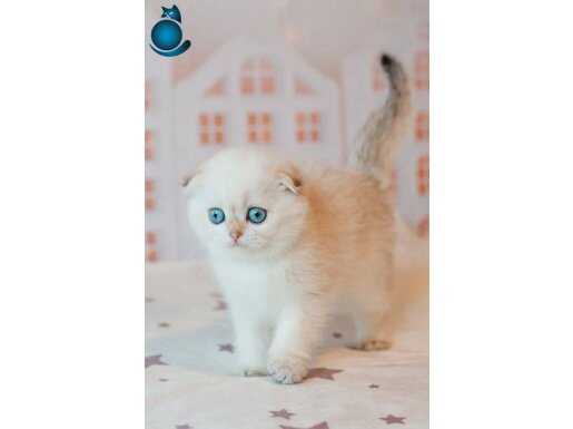 Masum Bebeğim Silver Scottish Fold 