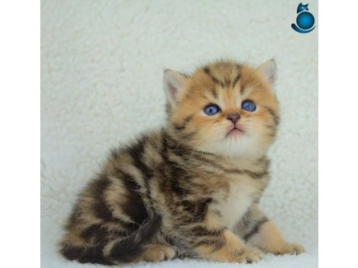 Dikkat Çekici Güzelliğiyle Blackgolden British Shorthair 