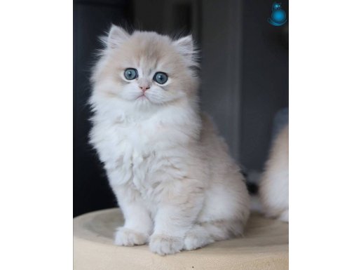 Özel Rengiyle AY Golden British Longhair 