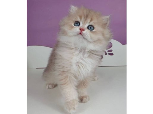 Nadir Renkte Yumuşacık AY Golden British Longhair 