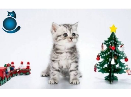 Dikkat Çekici Hatlarıyla Silver British Shorthair NSİ