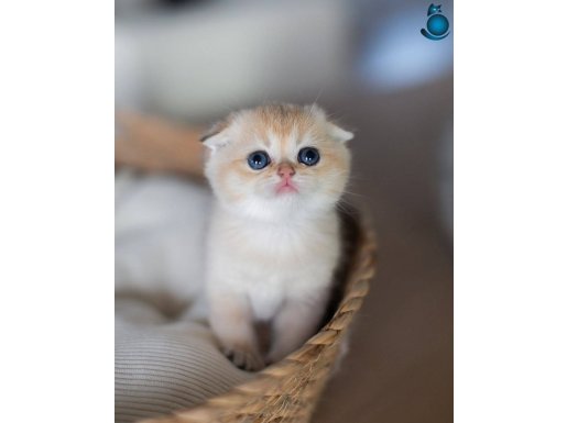 Yumoş gibi Golden Scottish Fold 