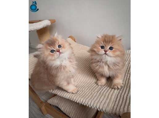 Nadir Renk BY Golden British Longhair 