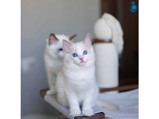 Asil Soylu Ragdoll 