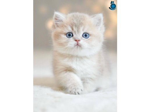 Bulunmaz Rengiyle BY Golden British Shorthair 